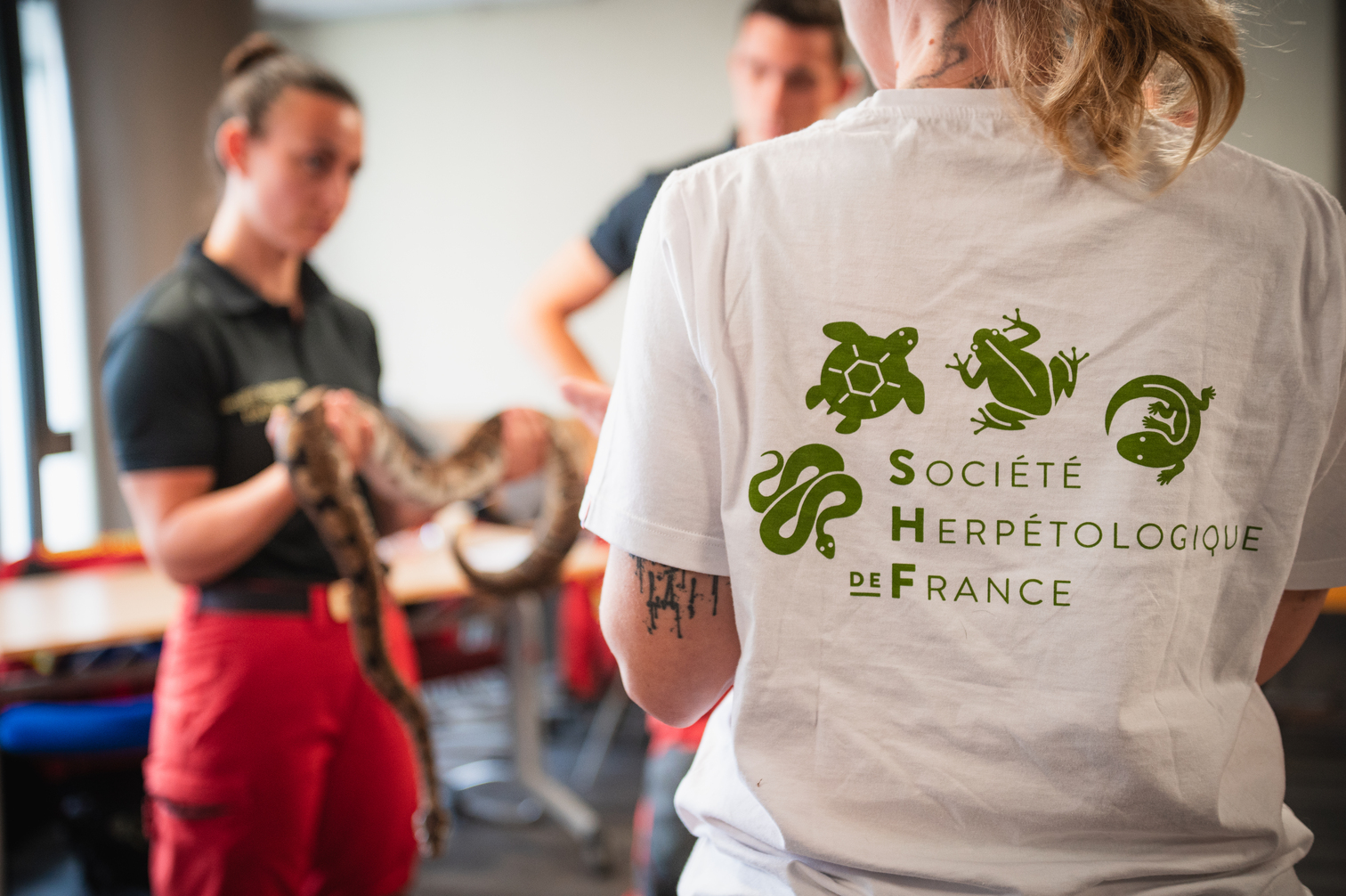 Reptiles et amphibiens de France