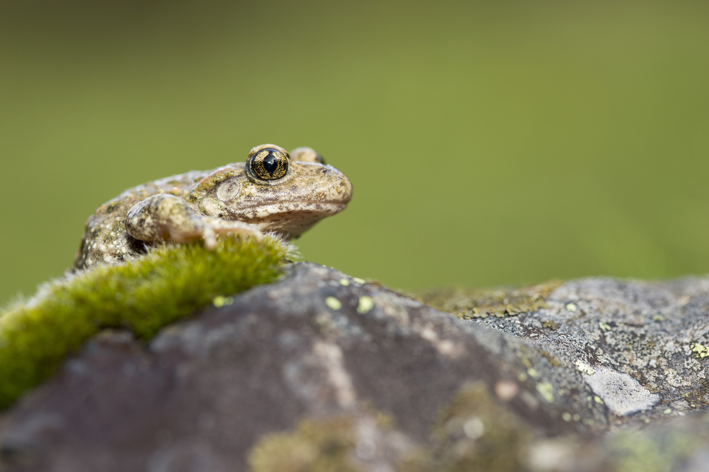 Protection de l'herpétofaune