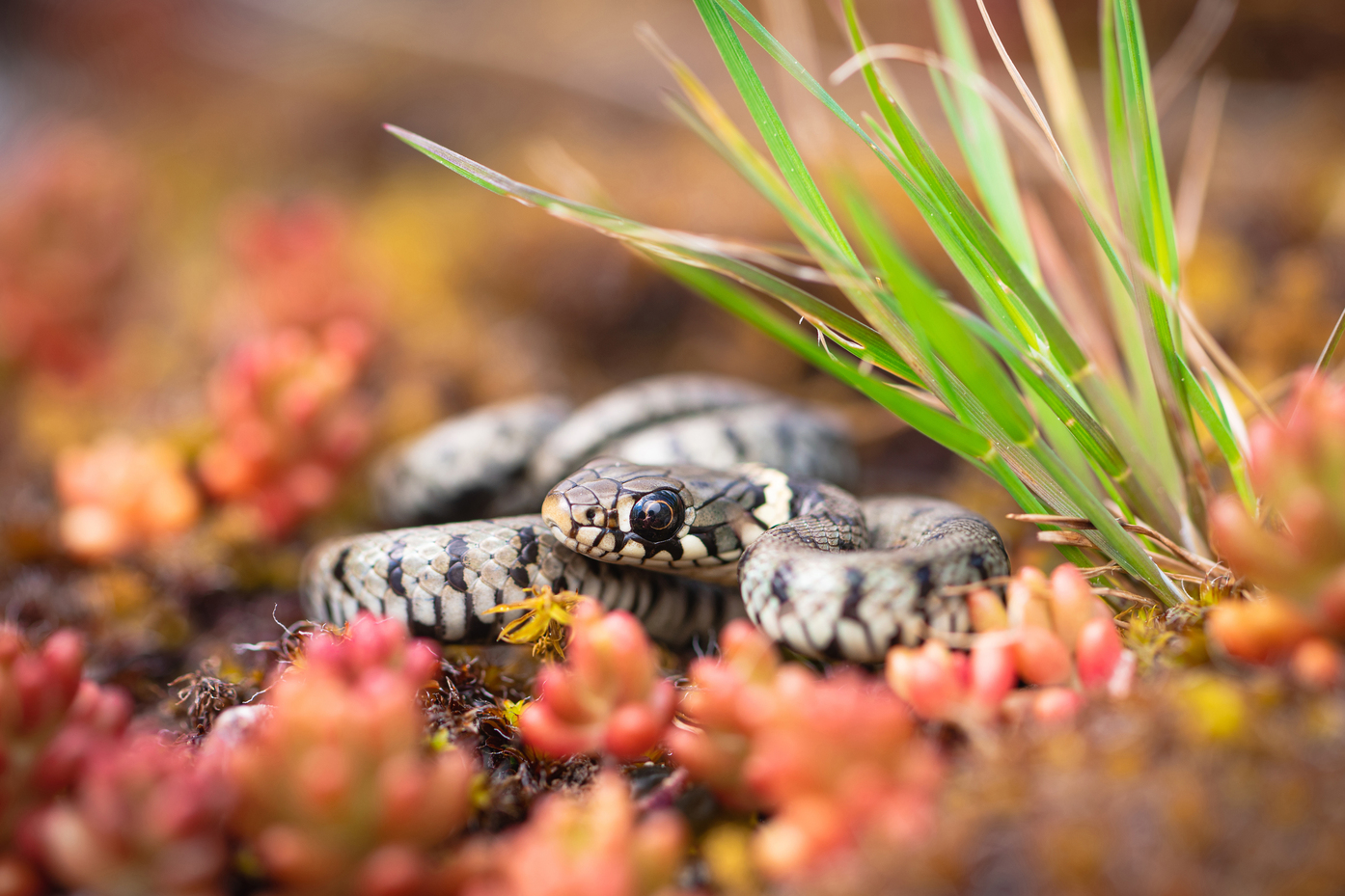 Biodiversité amphibiens